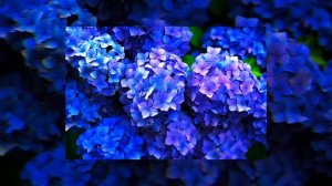 Апрельская сирень - (Bakr)