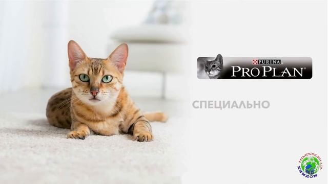 Purina Pro Plan Delicate для кошек смотреть онлайн