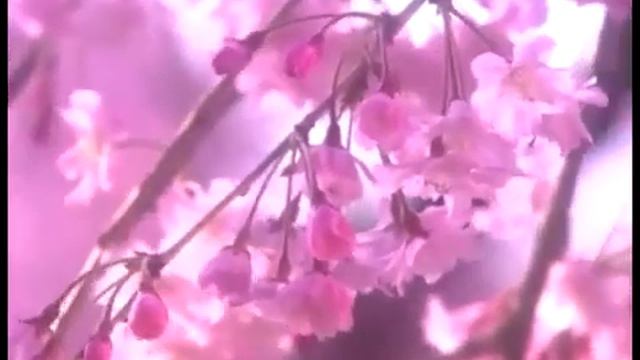 Цветение весны смотреть онлайн