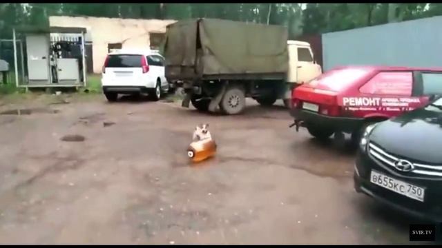 Собака и кега собачка смотреть онлайн