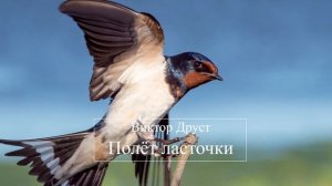 Полёт ласточки - Виктор Друст