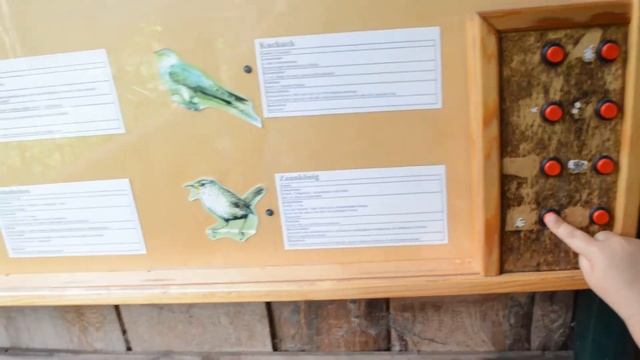 3. Как поют разные птицы. (Марта, зоопарк, Штральзунд, Германия)