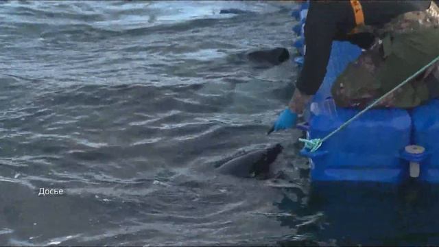 Из «Центра содержания морских животных» пропала косатка смотреть онлайн