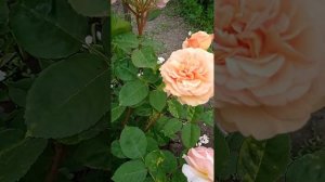 Розы Мами Дитьер, Чарльз Остин, Принцесса Александра оф Кент.11.06.23 г.