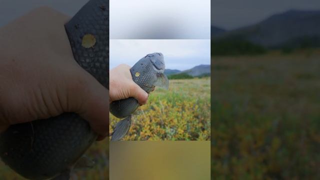 Бешеный клев Хариуса на блесну! Рыбалка на реке Хара-Улах. смотреть онлайн