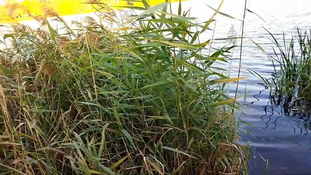 РЕПОРТАЖ С КАЧЕЛИ. смотреть онлайн