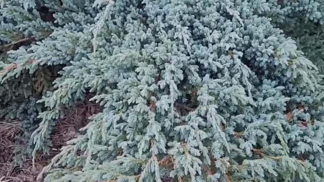 Juniperus squam. ‘Blue Carpet’ (Можжевельник чешуйчатый "Блю карпет") смотреть онлайн