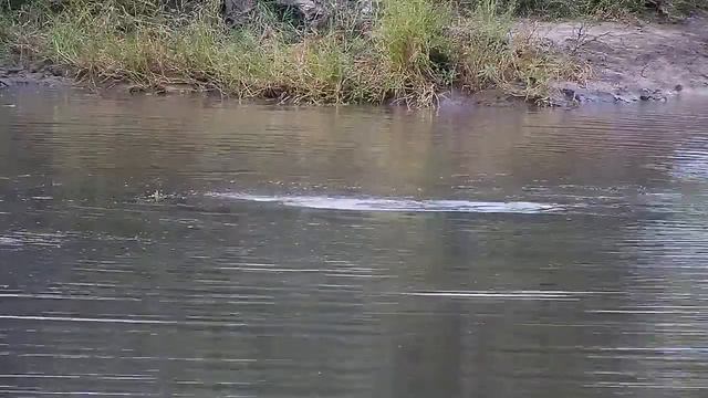 Djuma: Hippo playing and with stick in the dam - 17:05 - 04/03/21 смотреть онлайн