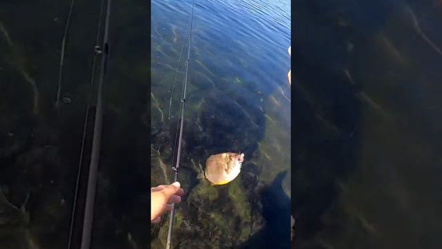 морской карась, рыбалка на Черном море с берега #рыбалка #море смотреть онлайн
