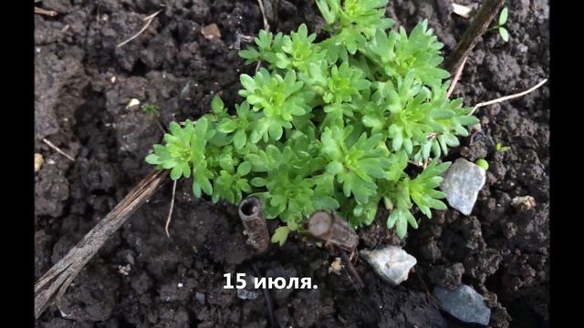 Камнеломка.