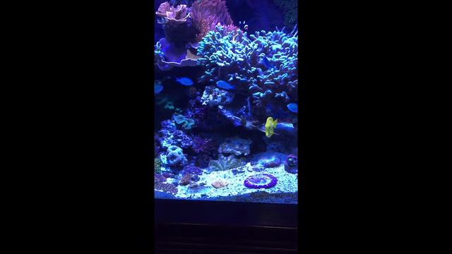 Jackie 400 gallons reef tank. смотреть онлайн