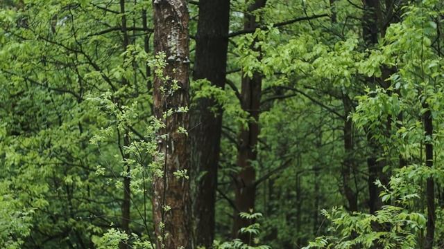 Rainy Forest Sounds for Sleeping, Meditation and Study ?️ 3 Hours White Noise Gentle Rain смотреть онлайн