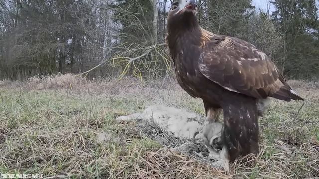 Even Eagles Are Afraid of This Deadly Bird смотреть онлайн
