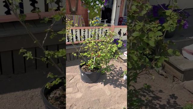 May 2023 New Plantings Of Shrubs And Proven Winners Supertunia Persimmon And Supertunia Jazzberry