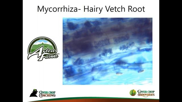 [Podcast] The Magical Underground World of Mycorrhiza смотреть онлайн