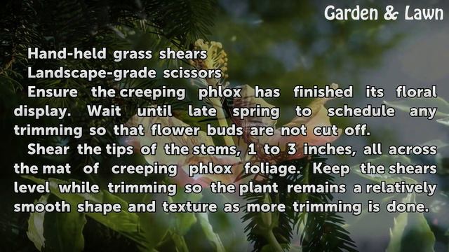 How to Prune Creeping Phlox смотреть онлайн