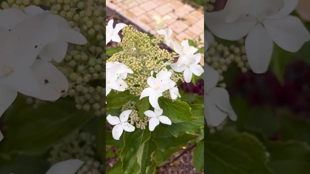 Метельчатая гортензия Мэджикал Старлайт#Magical starlight hydrangea смотреть онлайн
