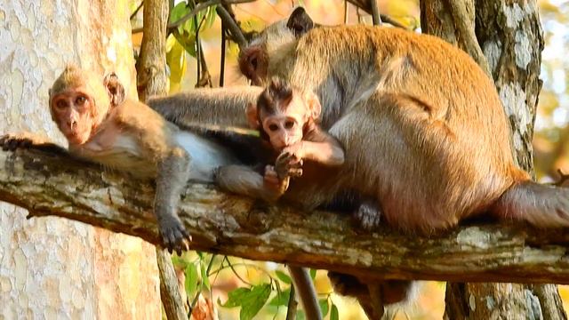 Sweet Clip !! Monkey Grooming Young Monkey Come To Join Grooming With Her Mom Monkey