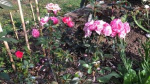 Роза Вальферданж Walferdange #РозаВальферданж