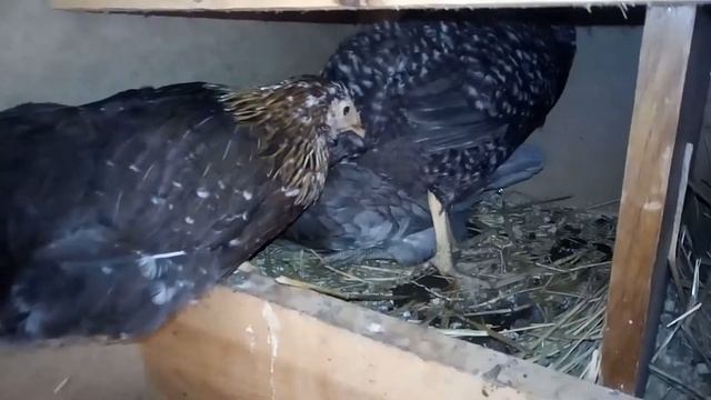 Куры и Утки занеслись. смотреть онлайн