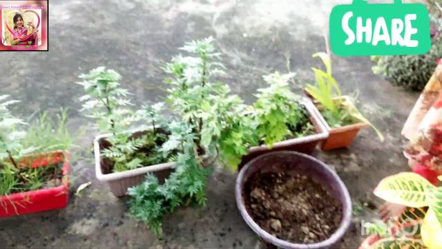 Repotting & Soil of CROTON PLANT | CROTON PLANT ko Kesey REPOT Karein| Perfect soil for CROTON PLAN смотреть онлайн