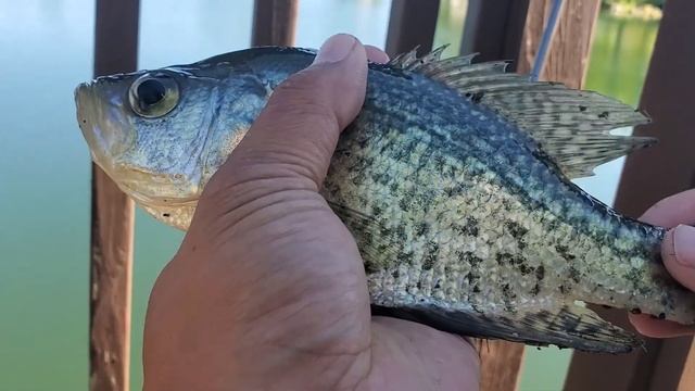 Fishing for Crappies and Catfish with Live Bait, Hotdogs, and Berkley Gulp Leeches смотреть онлайн