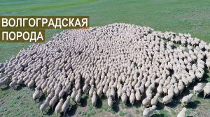 Племзавод Ромашковский. Волгоградская порода овец. Рассказ о хозяйстве