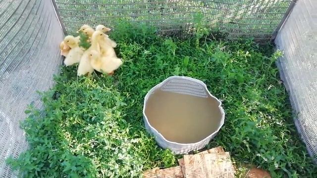 Утки Агидель. Чем кормим утят? Как они себя видут на 6 сутки жизни! смотреть онлайн