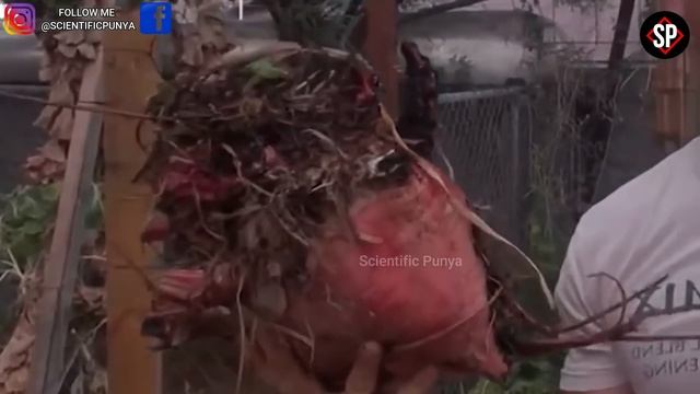 सबसे बड़े फल और सब्जियां | 10 Biggest Fruits & Vegetables In The World | Biggest Fruits & Vegetable смотреть онлайн