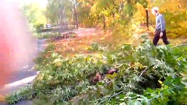 Большой куст упал на детей смотреть онлайн