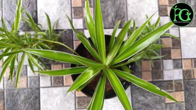 Spider Plant Care & Tips || Air Purifying Plant ||காற்றில் உள்ள நச்சுக்களை அகற்றும் #spiderplantcar смотреть онлайн