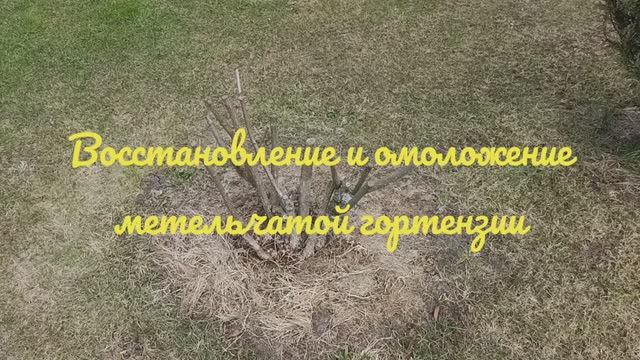 Восстановление и омоложение куста метельчатой гортензии, что будет, если обрезать на пень? смотреть онлайн