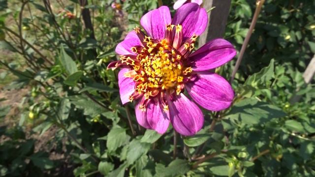 Dahlia var. Mambo смотреть онлайн