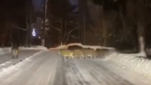Репино. Санкт-Петербург. смотреть онлайн
