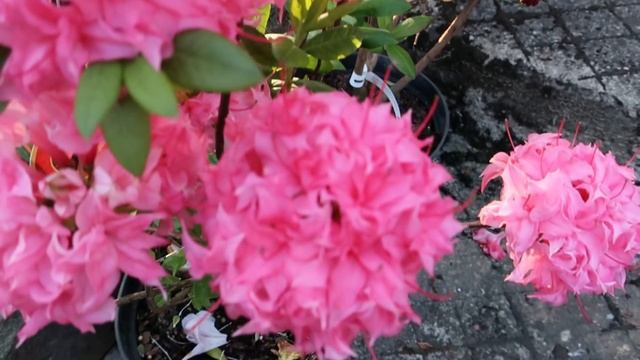 РОДОДЕНДРОНЫ ЛИСТОПАДНЫЕ-АЗАЛИИ-- подробный сравнительный обзор сортов выставленных на продажу смотреть онлайн