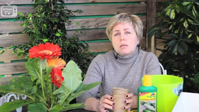 Огурцы на подоконнике.Как вырастить огурцы на подоконнике. смотреть онлайн