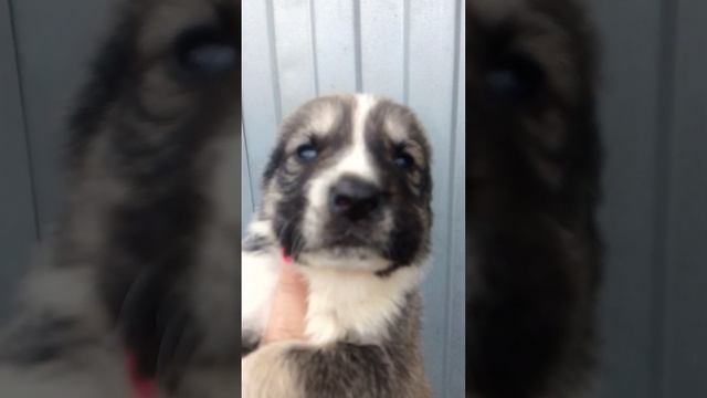 рыжий алабай Стеллар Микс Люк. +79889440433 смотреть онлайн