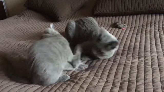 Продаются русские голубые котята! Русская голубая! Русские голубые котята! Питомник Ruzara