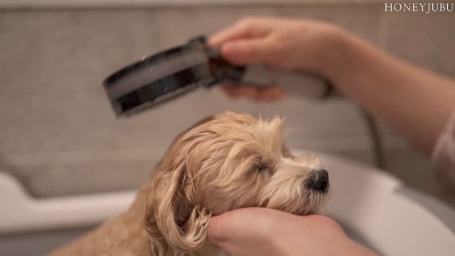 새벽 5시에 시작되는 부지런한 일상 / 루시 미용, 남편도시락, 전복죽, 닭오븐구이, 가리비찜, 집밥