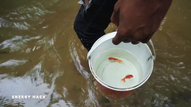 Amazing! Catch up many Betta Fish in Lake Lucky day Found Many fish In Beautiful Place смотреть онлайн