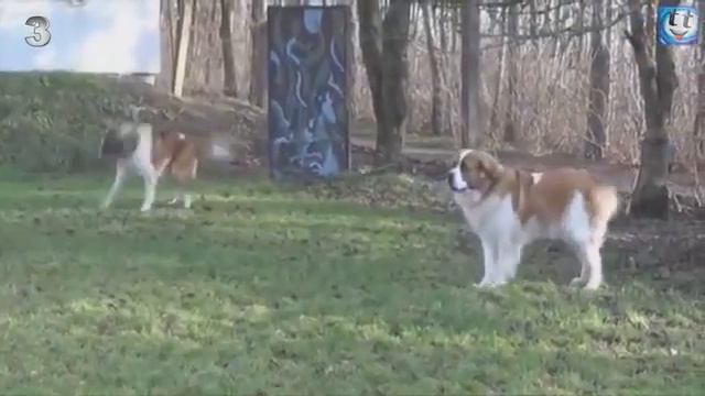 Самые лучшие порды собак смотреть онлайн