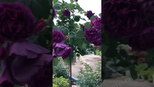 Штамбовая Роза Минерва (Minerva)#розыартема #штамбовыерозы #саженцыроз #garden смотреть онлайн