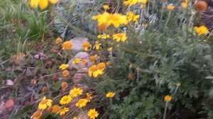 Антемис-солнечная поляна.Многолетний цветок.Цветёт до заморозков.6.10.23г.