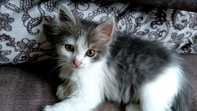 БОЛЬНОЙ котёнок бегал за прохожими и просил ПОМОЩИ! А люди шли МИМО не глядя на него... смотреть онлайн