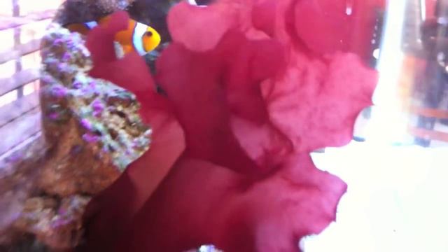 Can Anybody Tell Me What Kind Of Algae This Is?