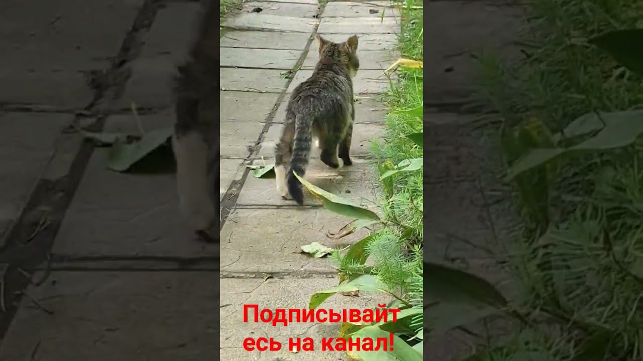 Наш новый питомец! (котëнок) смотреть онлайн