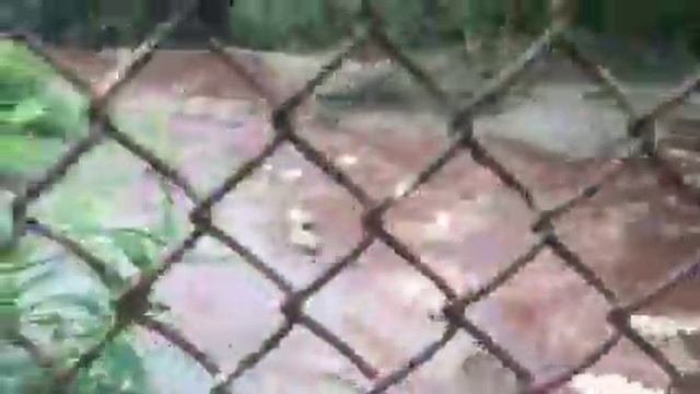 Сточные воды. Птицефабрика Ударник. Поселение Победа. Река Великая. смотреть онлайн