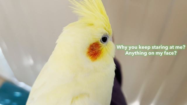 Who's the Criminal of Plucking My Pet Birds' Feathers смотреть онлайн
