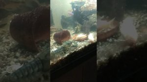 Речные раки в аквариуме. ( давно живут с рыбками. могу дать советы на собственном опыте)