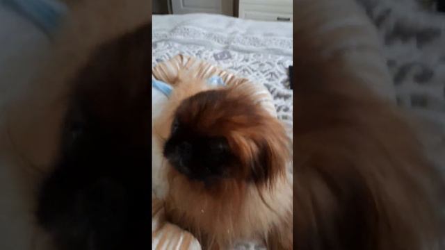 ПЕКИНЕС ДЕНДИК ЛЕЖИТ, КОШКА ТОСЯ ТРЕБУЕТ ВНИМАНИЯ #сергейтелков смотреть онлайн